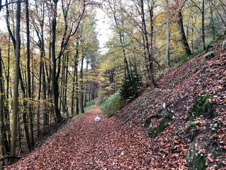 Herbst Wanderung mit der ganzen Familie in der Eifel an einem sonnigen Tag