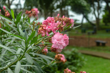 flowers in the park