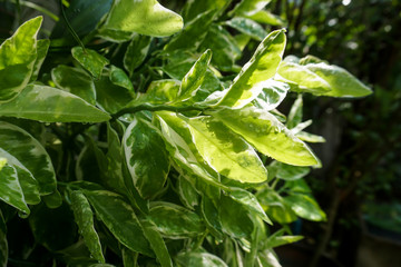 Wet green leaf under sunshine