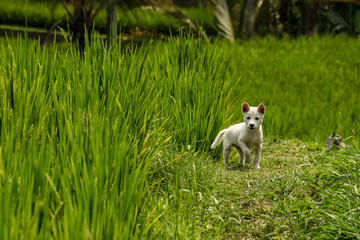 Little white puppy breed kintamani on rice terraces Jatiluwih, Bali, Indonesia