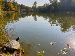 turtle at the lake