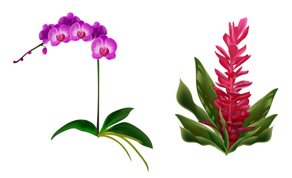 Lilac white orchid and tropical Hawaiian red ginger. Tropical flowers with green leaves. Set. Jungle plants. Isolated over white background.