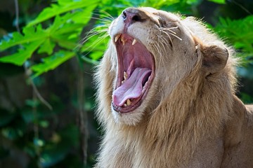 Portrait of a hairy and powerful lion showing his teeth