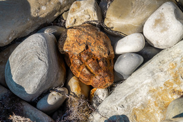 The old strongly porzhavshaya from time and water pomegranate f-1-accidental finding in stones on the beach have Gelendzhik.