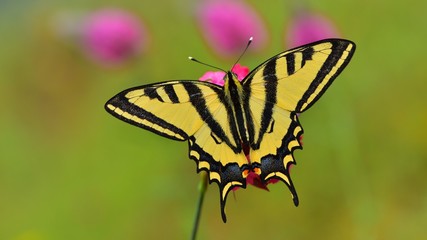 Papilio alexanor 688