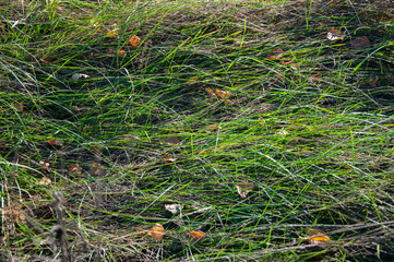 Tall green and dry grass on the ground