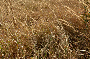 Tall yellow autumn grass on a field close-up