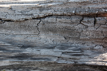 Tree bark texture. Wood background