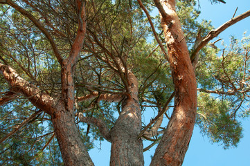 Fototapeta na wymiar Big pine on a background of blue sky.