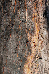 Tree bark texture. Wood background