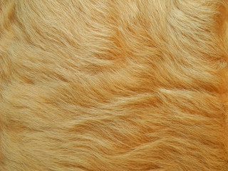 Goat fur natural texture background 
