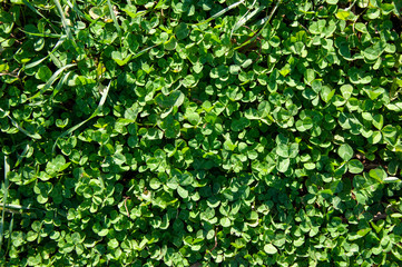 Fototapeta na wymiar Autumn green clover. Grass background