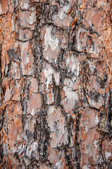 Tree bark texture. Wood background