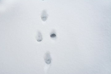 animal tracks in the snow