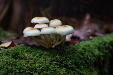 Champignons groupe