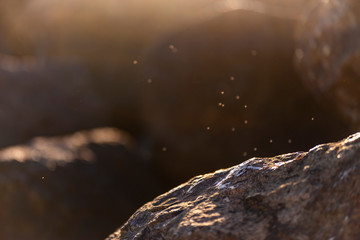 a swarm of midges flies over a stone by the sea