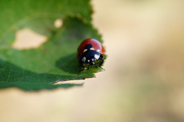 Naklejka premium ladybug on leaf