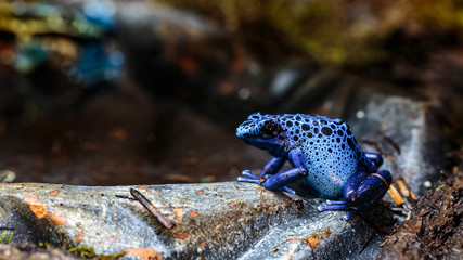 poison arrow frog, Dendrobatidae, Dyeing dart frog (Dendrobates tinctorius)