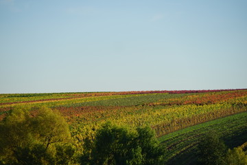 Fototapeta premium Sonnige, bunte Weinberglandschaft im Herbst