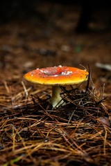 orange toxic mushroom on brown ground