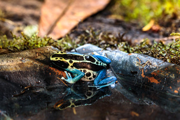 poison arrow frog, Dendrobatidae, Dyeing dart frog (Dendrobates tinctorius)