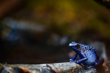 poison arrow frog, Dendrobatidae, Dyeing dart frog (Dendrobates tinctorius)