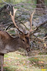 Deer side portrait with natural background