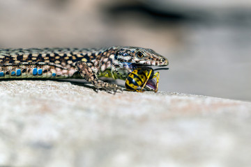 Podarcis muralis (common wall lizard) eating a wasp