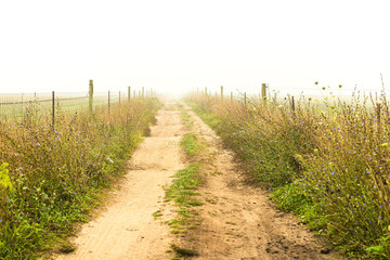 Obraz premium Fog blankets a wildflower-lined dirt road path at Katama Farm
