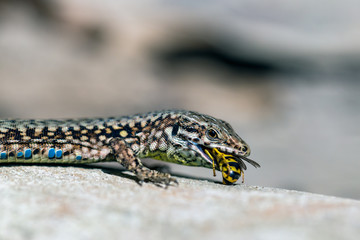 Fototapeta premium Podarcis muralis (common wall lizard) eating a wasp