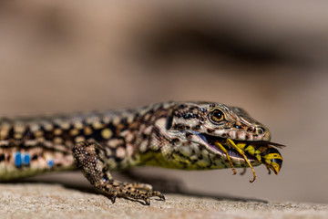 Podarcis muralis (common wall lizard) eating a wasp
