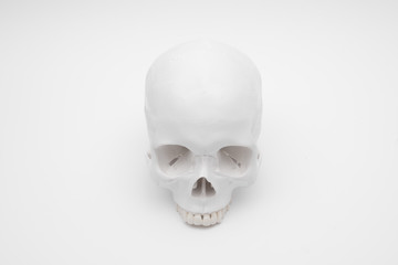 human skull white wallpaper background separate halloween