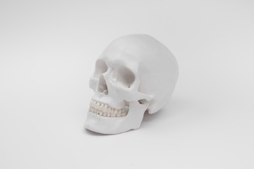 human skull white wallpaper background separate halloween
