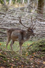 Naklejka na ściany i meble Young deer in forest