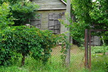 old wooden door and ivy