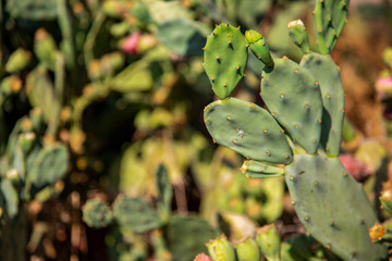 Thick leaves of a cactus Opuntia.