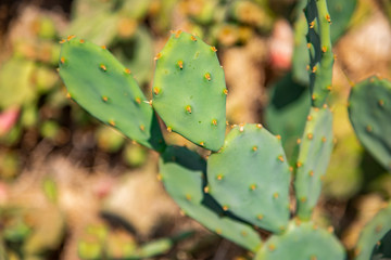 Thick leaves of a cactus Opuntia.