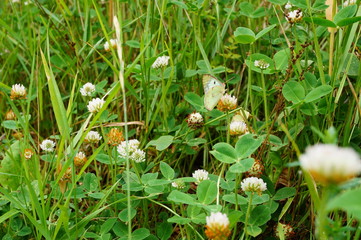 grass and flowers