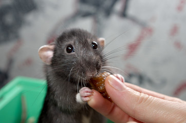 homemade rat eating with hand close up