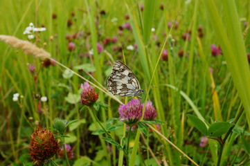butterfly on flower