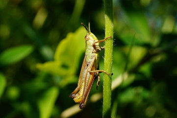 grasshopper on leaf
