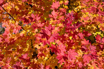 Bright red and yellow autumn foliage in Gifford Pinchot National Forest, Washington, USA