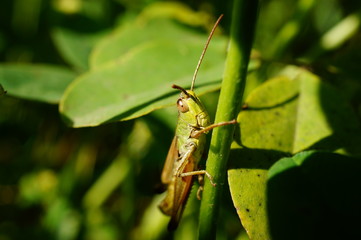 grasshopper on leaf