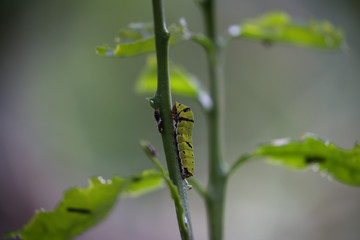 green caterpillar on sprig of tall grass

