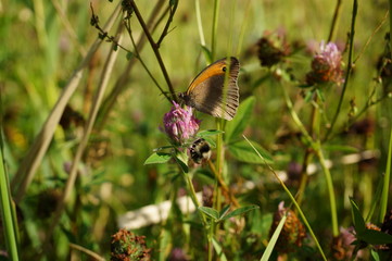 butterfly on flower