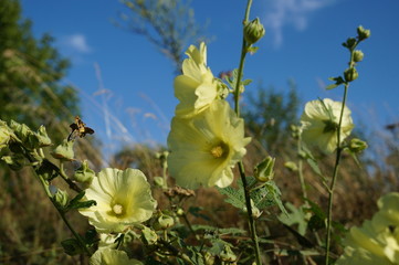 flowers in the garden