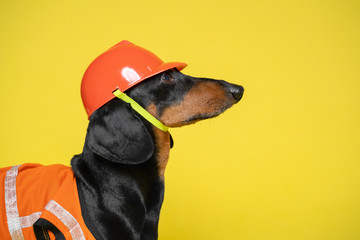 Dachshund dog, black and tan,  in an orange construction vest and helmet on the isolated yellow...