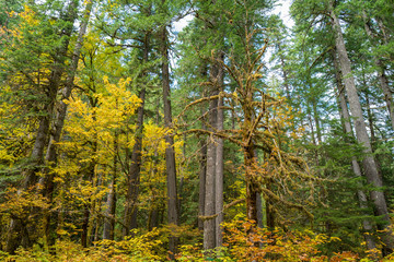 Autumn foliage in the Gifford Pinchot National Forest, Washington, USA