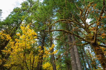 Autumn foliage of the Gifford Pinchot National Forest, Washington, USA