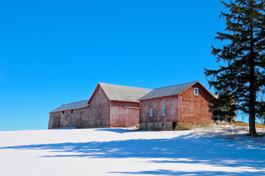 Old red barns sitting in the winter snow under a perfect blue sky.  These barns are still in pretty decent shape and being used.
